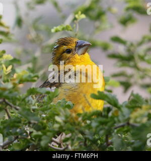 North American / Mexican  yellow grosbeak (Pheucticus chrysopeplus) in a tree Stock Photo