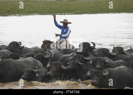 Vaqueiro toca criacao de bufalos na Ilha do Marajo Stock Photo