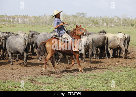 Vaqueiro toca criacao de bufalos na Ilha do Marajo Stock Photo