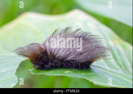Moth caterpillar on the leaf with stinging Stock Photo