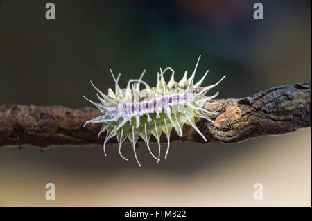 Close caterpillar butterfly in rain forest Stock Photo