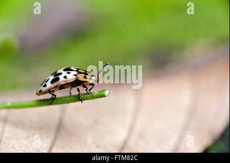 Ladybug on leaf Stock Photo