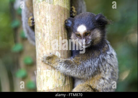 Black tufted marmoset Stock Photo