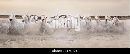 Panorama of white Camargue horses galloping through water at sunset Stock Photo