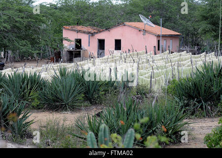 Drying the fibers in small farm - region called Territory of Sisal Stock Photo