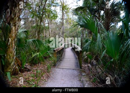 Wooden Bridge in Hillsborough River State Park in Florida. Stock Photo