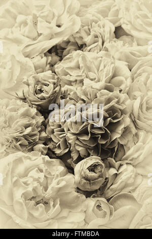 Background image of vintage roses Stock Photo