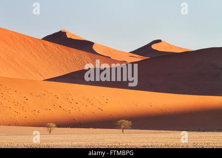 Mountainous sand-dunes and camelthorn acacia trees in the Namib desert in the Namib-Naukluft National Park of Namibia Stock Photo