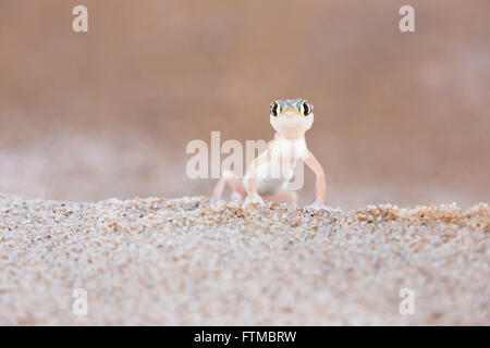 Palmato Gecko standing on top of a sand dune and looking at the camera Stock Photo