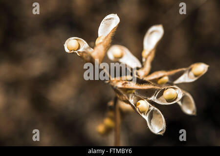 Soybean pods detail ready for harvesting in the countryside Stock Photo