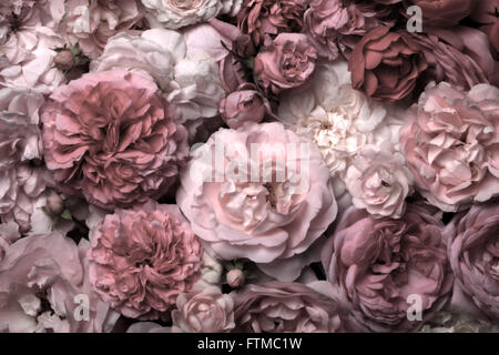 Image of pink vintage roses background texture. Stock Photo