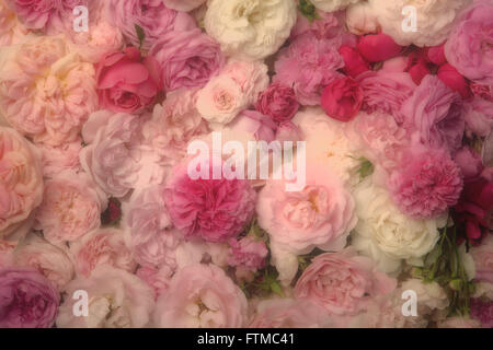 Image of pink vintage roses background texture. Stock Photo