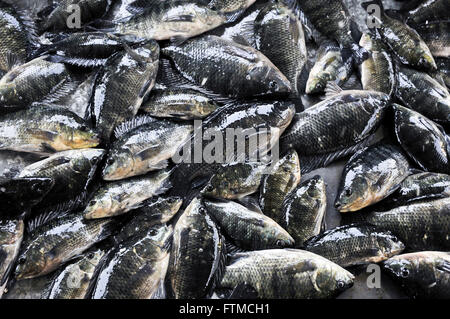 Fish farming - the intensive farming of tilapia in tanks network used for growing and fattening Stock Photo