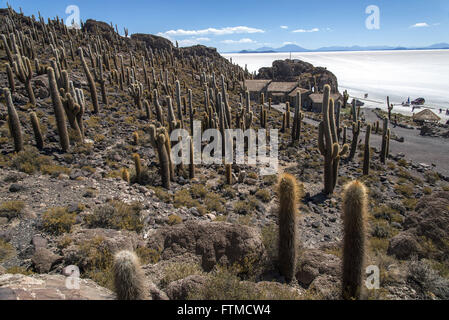 Incahuasi island in the center of the Salar de Uyuni located in the Bolivian altiplano Stock Photo