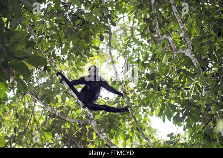 MACACO ARANHA DE TESTA BRANCA (WHITE-CHEEKED SPIDER MONKEY-ING