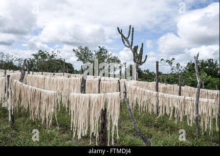 Drying of sisal fiber in rural field after harvest Stock Photo