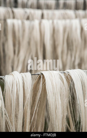 Detail of drying in the field of sisal fibers in the countryside after the harvest Stock Photo