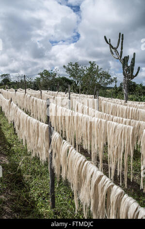 Drying of sisal fiber in rural field after harvest Stock Photo