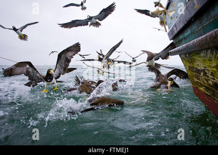 Birds feeding on scraps from trawling the coast of Santa Catarina Stock Photo