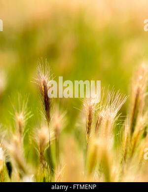 Green and golden grass going to seed. Sunlit grass. Stock Photo