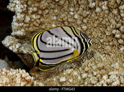 Meyer's butterflyfish against a hard coral background. Stock Photo