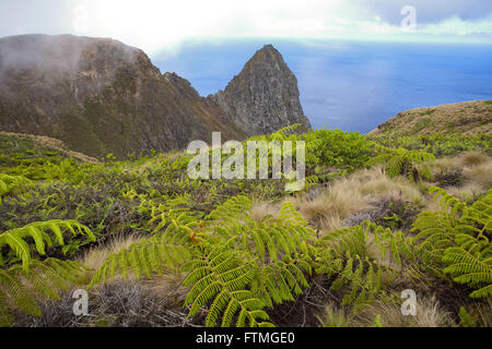 Forest of giant ferns Cyathea copelandii so called encontadada at Trindade Island Stock Photo