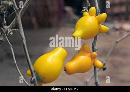 The fruit known as theta-of-cow plant - Solanum mammosum Stock Photo