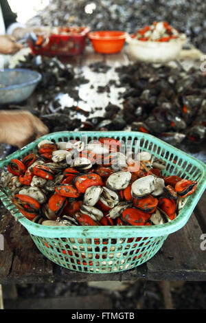 Cleaned and rinsed in boiling clams ready for consumption Stock Photo