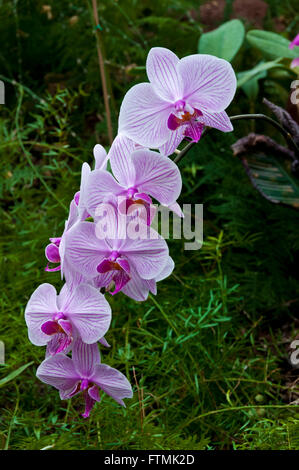 Raceme of Phalaenopsis (Moth Orchid) blooms in lush natural habitat Stock Photo