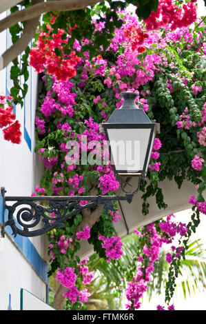 Typical Canary lantern with purple Bougainvillea in holiday resort of Puerto de Mogan in south Gran Canaria Canary Islands Spain Stock Photo
