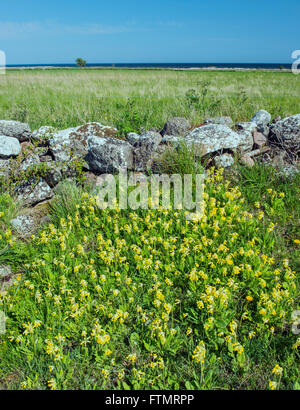 Cowslips on Öland, Sweden. (Primula veris) Stock Photo