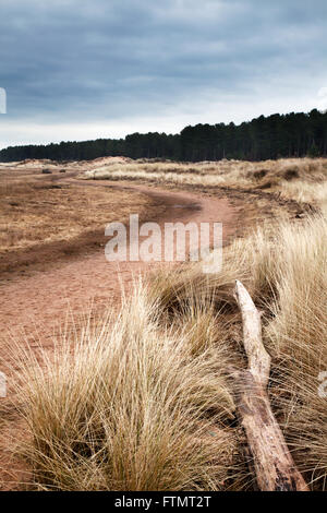 Dune Grass and Dead Tree Tentsmuir National Nature Reserve Tayport Fife Scotland Stock Photo