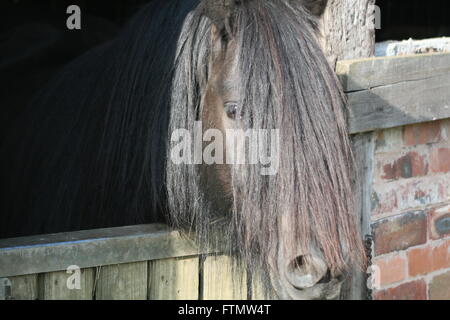 Native Fell Pony over the stable door Stock Photo