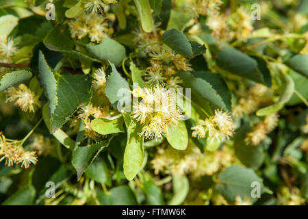 Tilia flowers Stock Photo