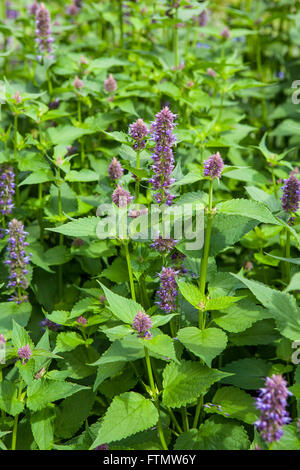 Image of giant Anise hyssop (Agastache foeniculum) in a summer garden. Stock Photo