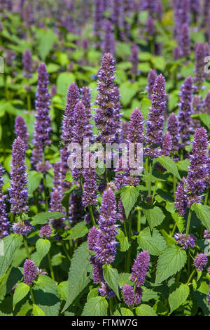 Image of giant Anise hyssop (Agastache foeniculum) in a summer garden. Stock Photo