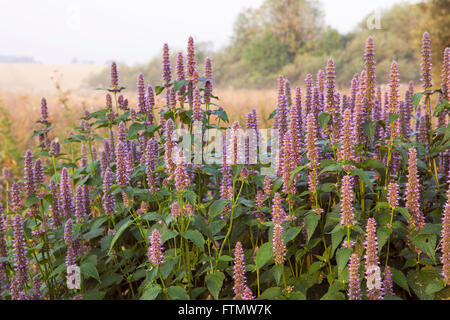 Image of giant Anise hyssop (Agastache foeniculum) in a summer garden. Stock Photo