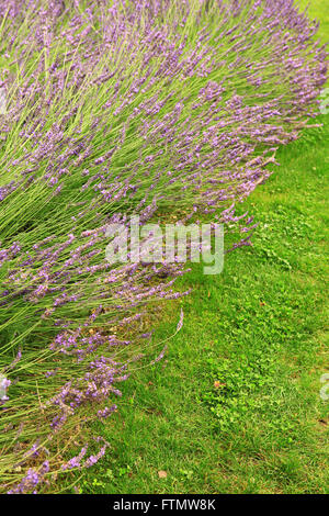 Image of vintage lavender in a summer garden. Stock Photo