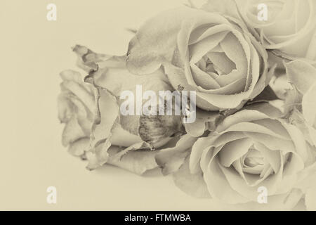 Image of vintage black - white roses Stock Photo