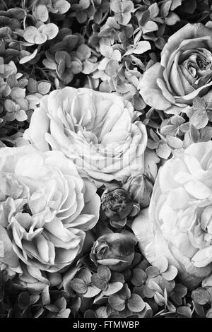Image of vintage black - white roses. Stock Photo