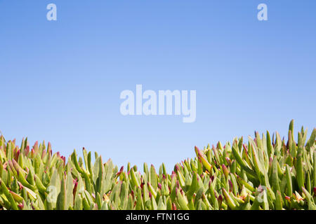 succulents at the beach on a blue sky day Stock Photo