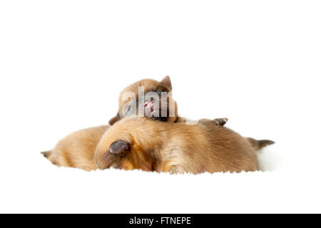 Zverg Spitz, Pomeranian puppies, couple of days old Stock Photo