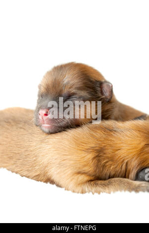 Zverg Spitz, Pomeranian puppies, couple of days old Stock Photo