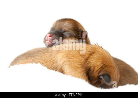 Zverg Spitz, Pomeranian puppies, couple of days old Stock Photo