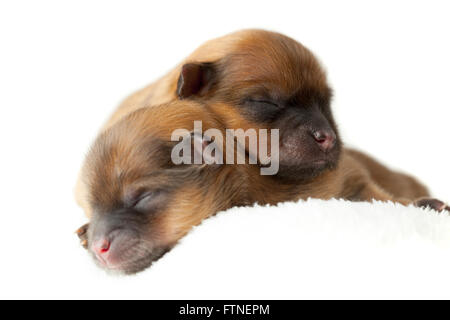 Zverg Spitz, Pomeranian puppies, couple of days old Stock Photo