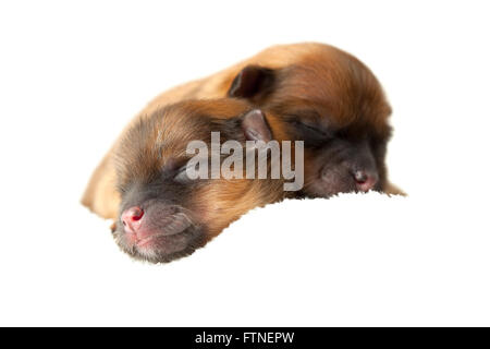 Zverg Spitz, Pomeranian puppies, couple of days old Stock Photo