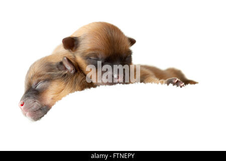 Zverg Spitz, Pomeranian puppies, couple of days old Stock Photo