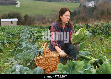 Lori de Mori woofing (volunteering/learning) at Cusgarne Organic Farm,Cornwall (WWOOF,World Wide Opportunities on Organic Farms) Stock Photo