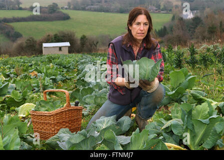 Lori de Mori woofing (volunteering/learning) at Cusgarne Organic Farm,Cornwall (WWOOF,World Wide Opportunities on Organic Farms) Stock Photo