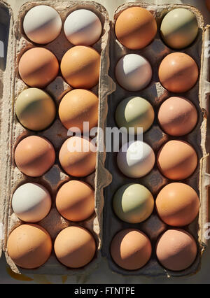 fresh raw eggs on display at the farmer's market in Alpine, Texas, USA Stock Photo